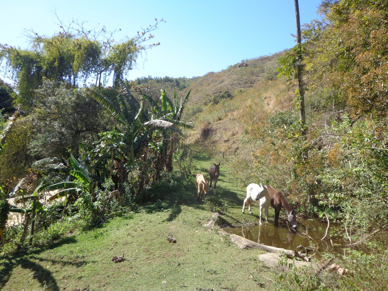 Terreno  Venda em Miguel Pereira